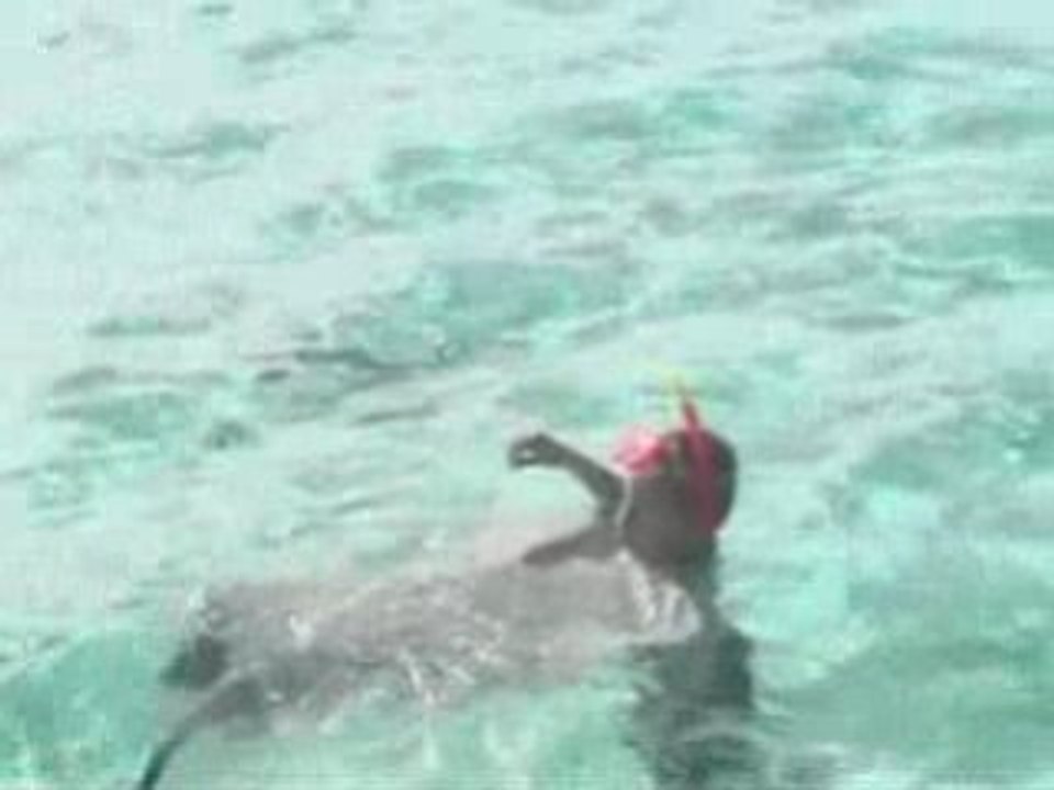 Tom Avec Les Raies à BORA