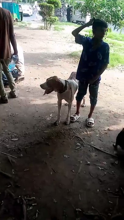 pet dogs