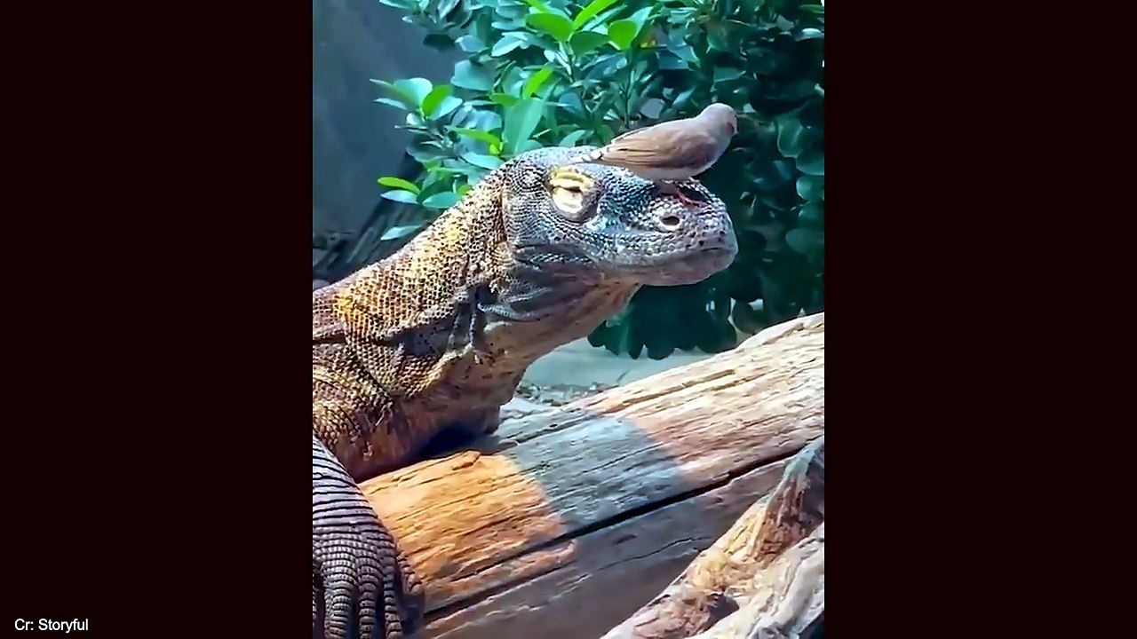Pets Being Ridiculously Funny for No Reason 😂 | Animal Fails #AnimalFails #Viral#Funny