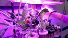 Inside Tiangong: astronauts dine on vegetables grown in orbit