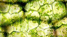 Photosynthesis Likely Emerged About 1.75 Billion Years Ago, New Evidence