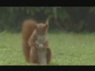 O esquilo do ronaldo