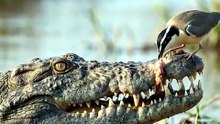 Why Crocodiles Trust This Tiny Bird (Amazing Wildlife Behavior)