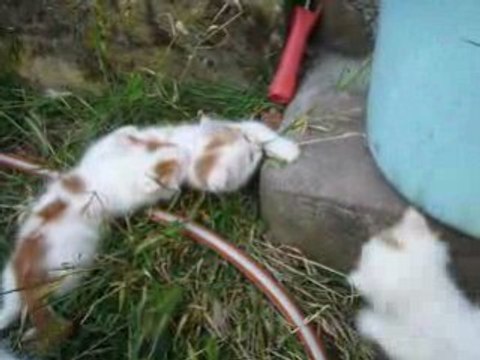 Les chatons jouent dehors part2