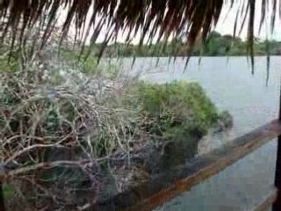the amazon - jungle paradise