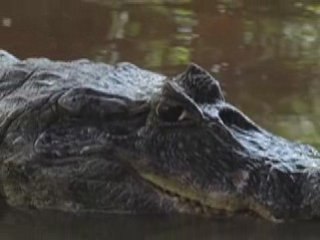 Amazing Bolivia! Jungle Tour