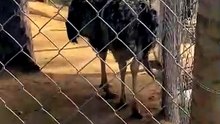 O Avestruz comeu a pena do pato