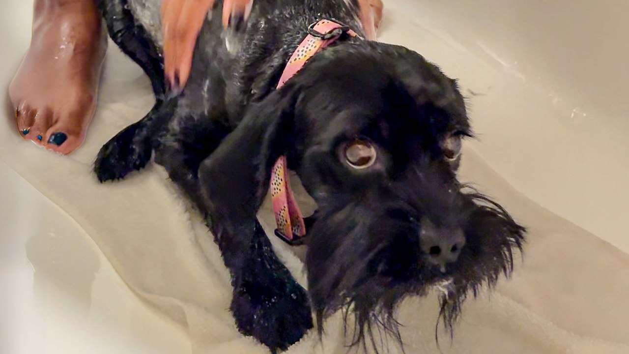 Terrified Foster Dog Takes His First Step Outside