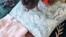 King Chilli The Pug