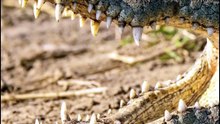 The Tiny Bird Feeding Beside a Crocodile’s Jaws.  #wildlife #naturelovers #animals #forest #nature