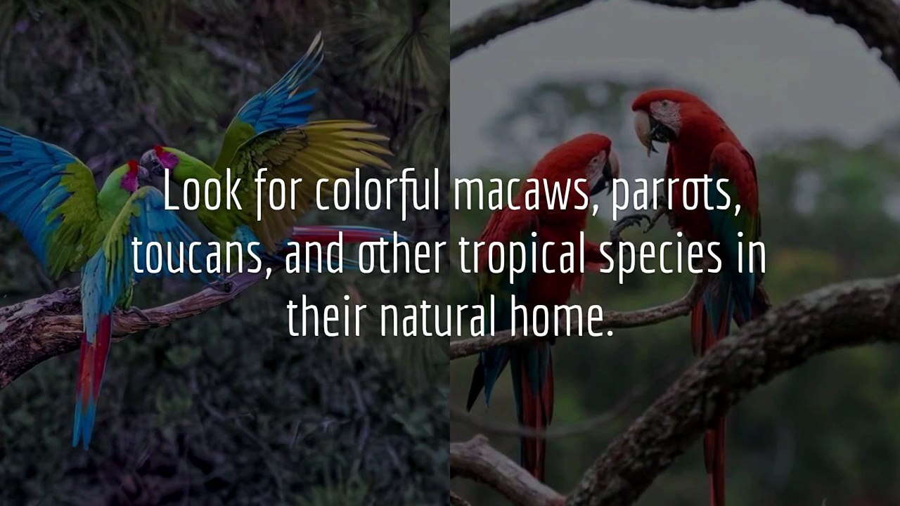 Love Birdwatching Discover Manu Reserved Zone Birdwatching Tours