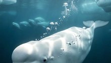 🐋🤍 This whale has one of the strangest faces in the ocean.