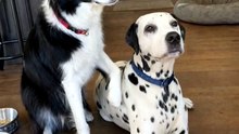 She can't hear a thing — so he became her ears 🥹🐾