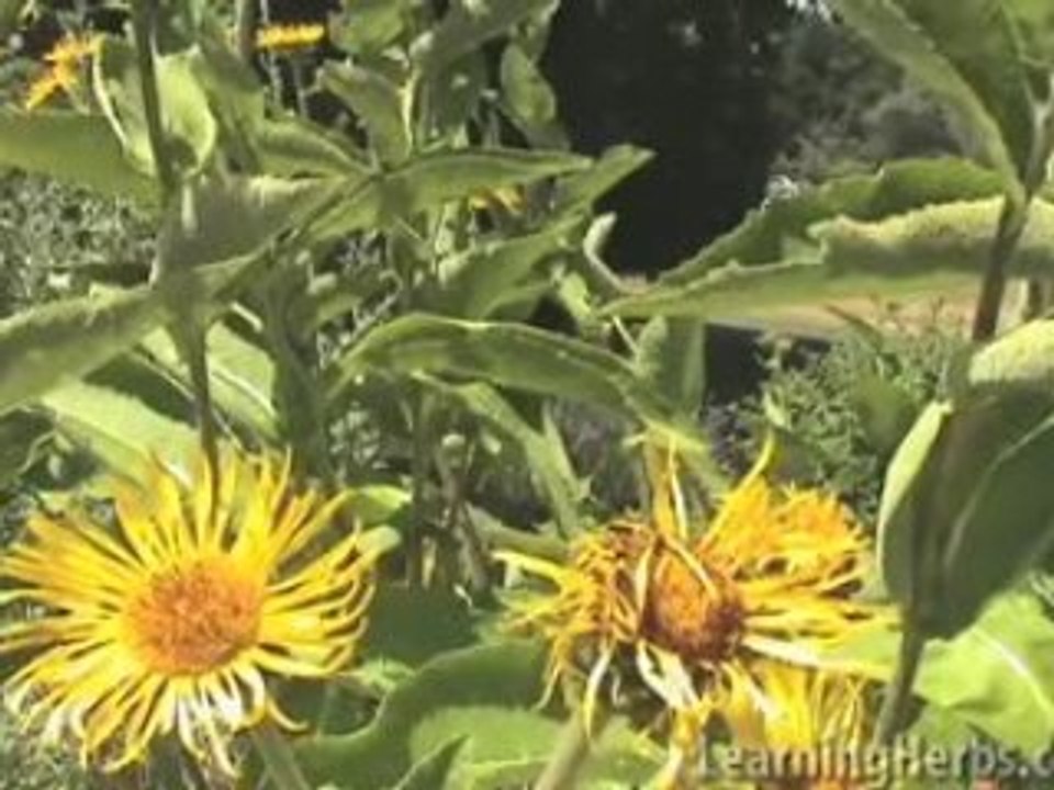 Elecampane: Inula helenium