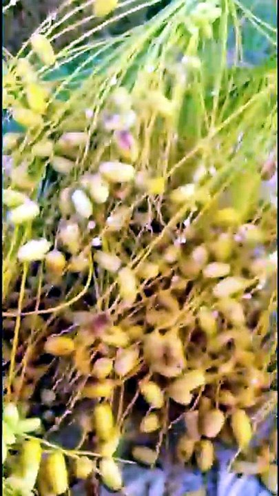 Traditional Date Harvest - Dailymotion | Village Life | Palm Tree Climbing Skills