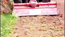 Birds Following a Tractor - Dailymotion | Nature's Beautiful Feeding Moment | Wild Bird Behaviour