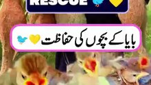 Rescuing Baby Baya Weavers - Dailymotion | Caring for Fallen Nest Chicks | Wildlife Rescue