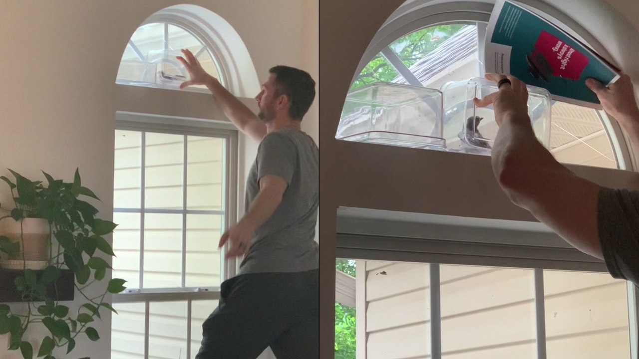 Heartwarming Rescue: Husband Safeguards Bird Tr...