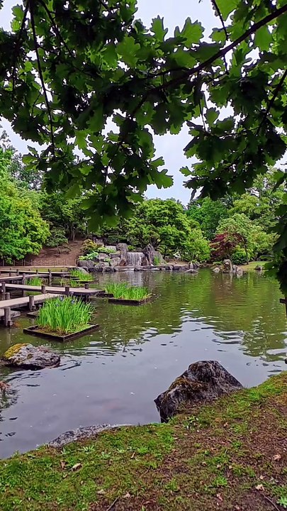 Peaceful Park Ambience: Koi Pond, Wooden Bridge & Waterfalls | Hasselt, Belgium