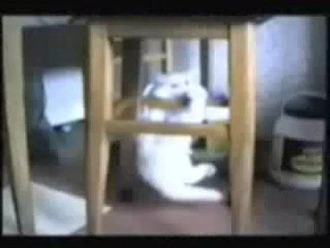 Crazy pictures videos Funny cats clips Clips , Cats, F