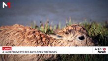 à la découverte des antilopes tibétaines