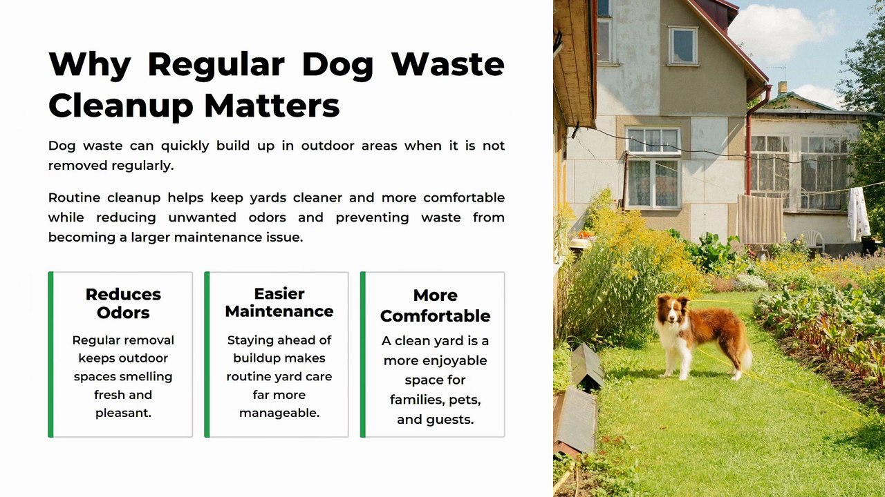 Chicago Dog Poop Removal | Dog poop removal in Chicago IL