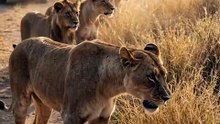 The entire pride stopped at the same patch of grass… then they saw what was hiding inside. 🦁👀