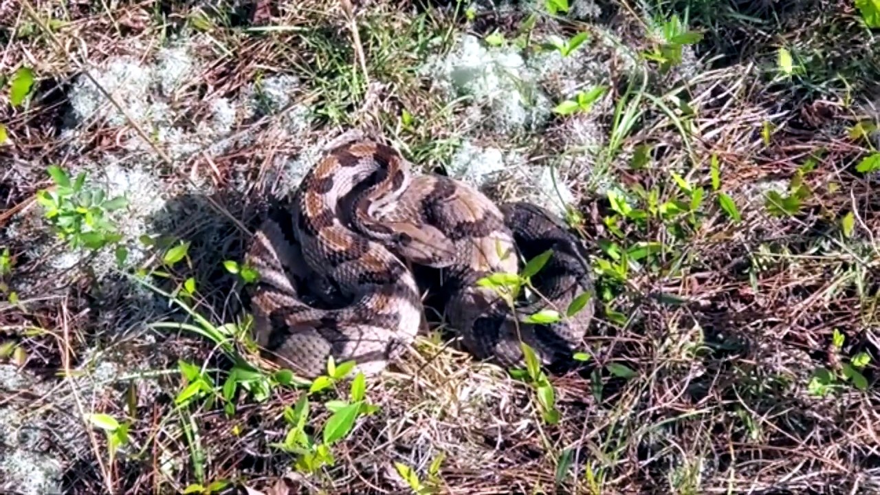 why are rattlesnakes dangerous