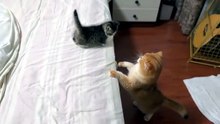 #funny_pets_animals_funny
