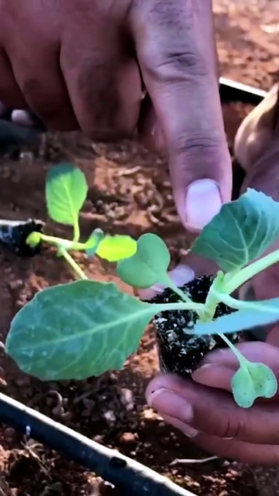 cabbage seedling planting