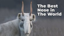 Le nez le plus délirant du monde animal : le saïga, l'antilope qui a frôlé l’extinction