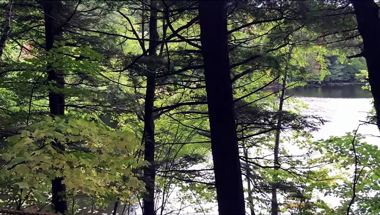 Healing Piano Melodies – Relax, Unwind and Let Go 1 Hour
