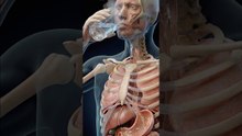 You Drink Warm Water on empty stomach… This Happens #shorts #humanbody #digestivehealth