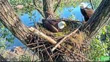 BALD EAGLES LIFECYCLE
