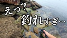 【穴釣り】良型カサゴ連発！ゴロタで大爆釣しました！