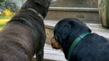His legs don't work like they used to… so he borrows his brother's 🥹🐾