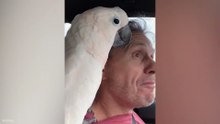 Funniest & Smartest Parrots 😂 They Know Exactly What They’re Doing