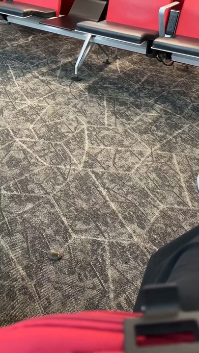 Mice scurrying around LaGuardia Airport