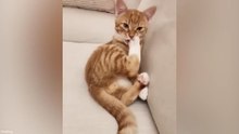 Funniest and Most Unexpected Animal Videos 🐾😂