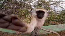 Funniest Animal Videos  🤣 Playful Animals Breaking All the Rules