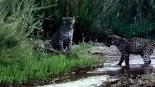 Breathtaking Safari Video Of A Fearless Honey Badger Fighting Off Three Leopards On A Riverbank