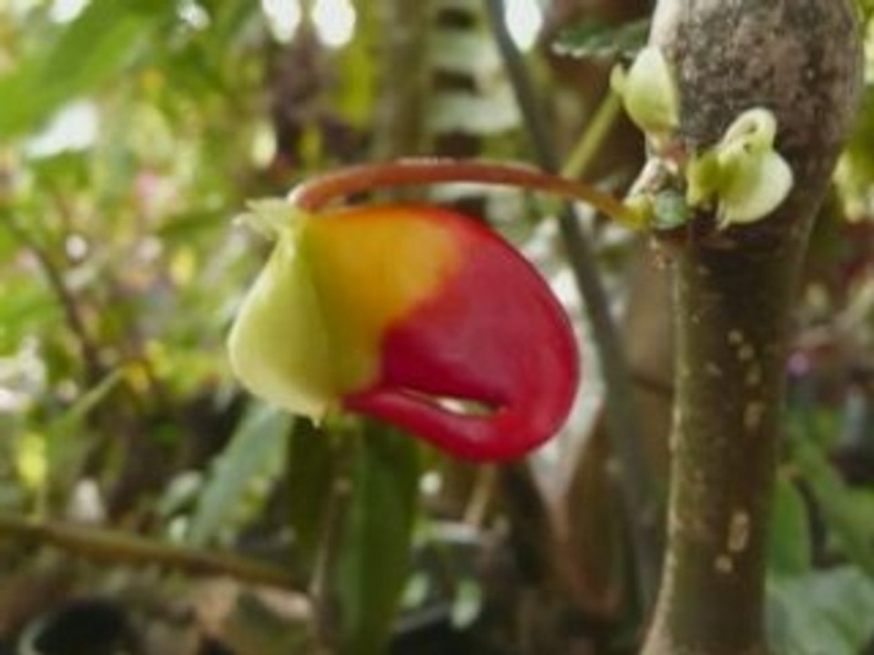 Luclindapauline_0001