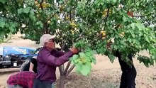 Kimse verim beklemiyordu! Atıl araziden 4 ton kayısı elde etti, projesi ödüle doymuyor