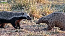 The Only Animals Predators Refuse to Fight | Wildlife Documentary HD