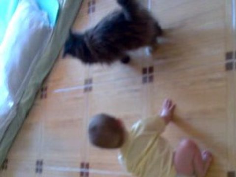 Il marche à quatre pattes, merci le chat