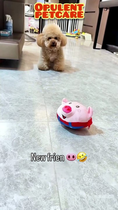 Cute Plush Piggy Ball Pet Toy – USB Rechargeable Jumping & Singing Dog Toy