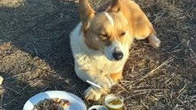 my dogs