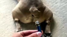 French bulldog fart 😁  #bulldog #animals #mreviatar #dog #dogs #animal #animalshorts #shorts #funny