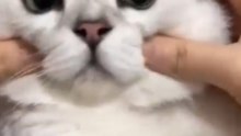 🐱 Funny cat videos _ cute cats _ Try not to laugh _ Cat videos Compilation #shorts #cats 🐈