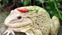 The laughter of frogs _ surprise frog funny jump _ animal funny video _ tep longheng funny